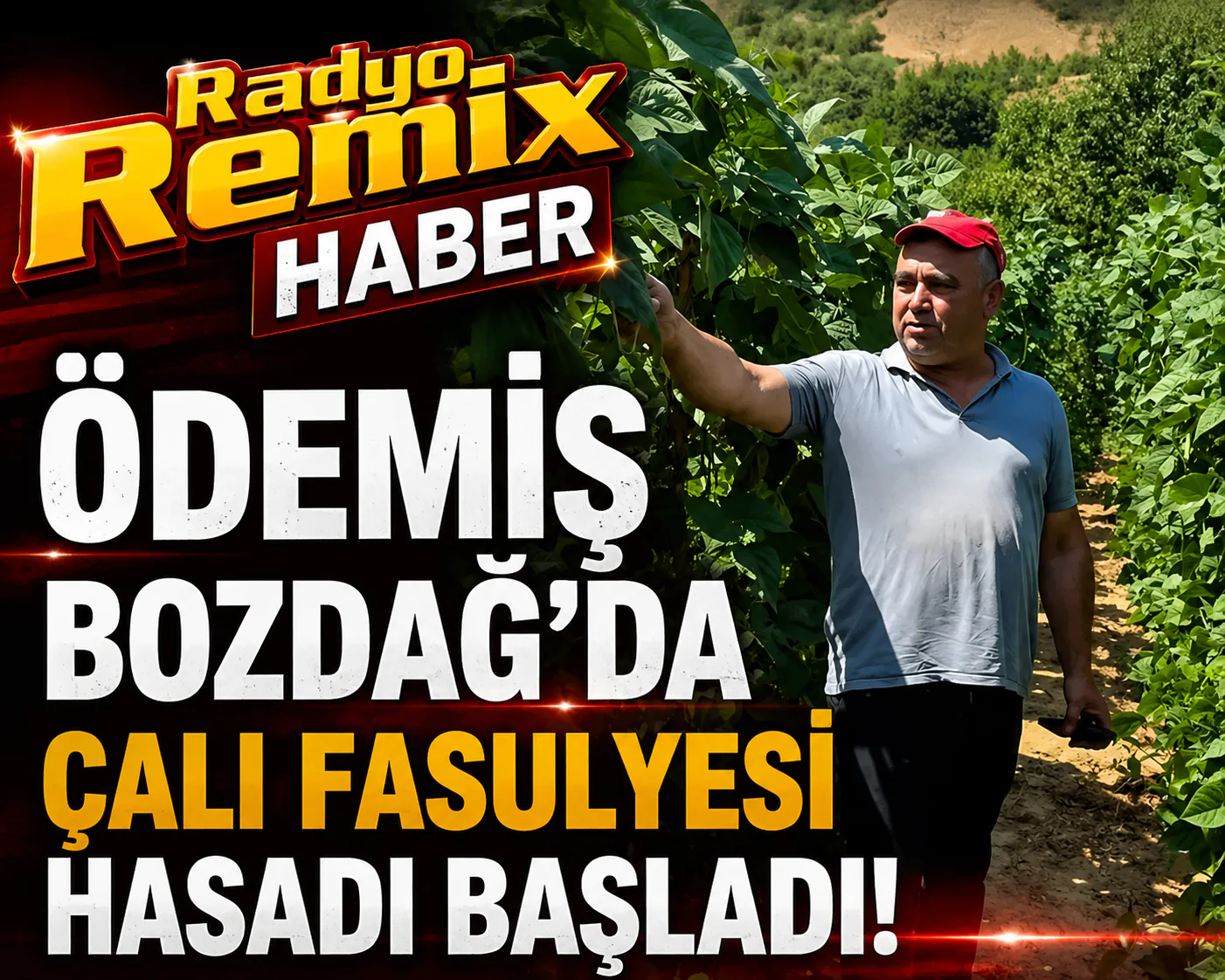 ÖDEMİŞ BOZDAĞ’DA ÇALI FASULYESİ HASADI BAŞLADI